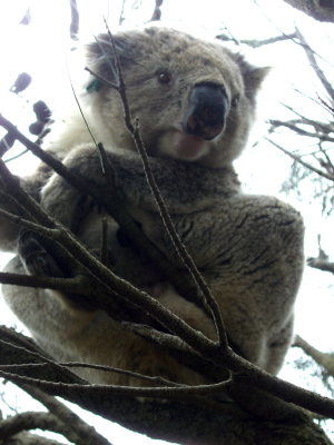 Koala, maskot Austrálie