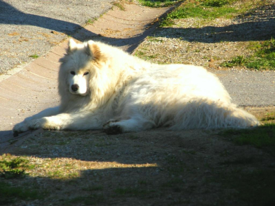 Liparské tlapky