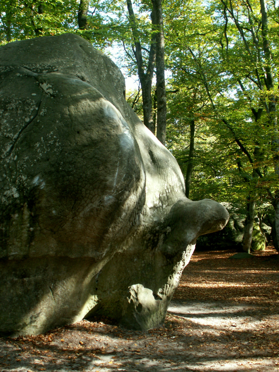 Nečekané scenérie La Foret de Fontainebleau