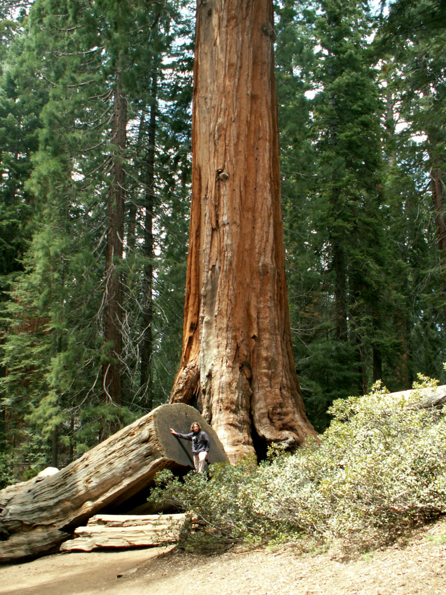 Sequoia park - když stromy milují oheň