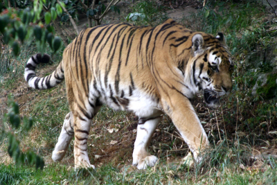Na výlet do pražské zoo