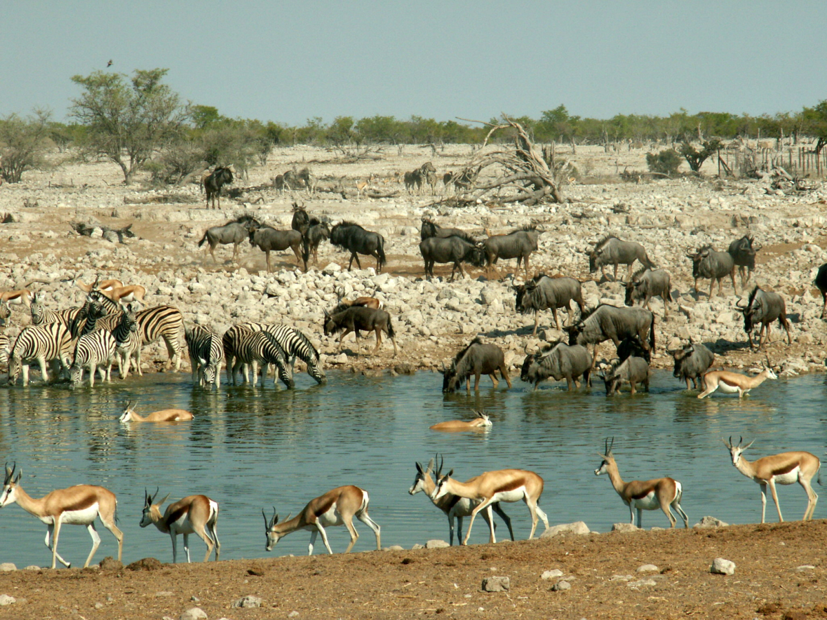 Za zvířaty národním parkem Etosha