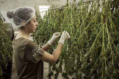 Objevte kouzlo CBD produktů