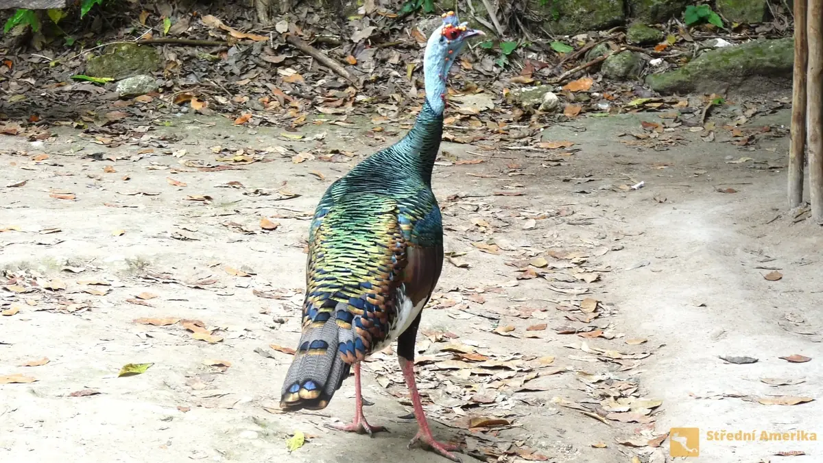 Guatemalský Tikal: Kdysi nejmocnější sídlo Mayů