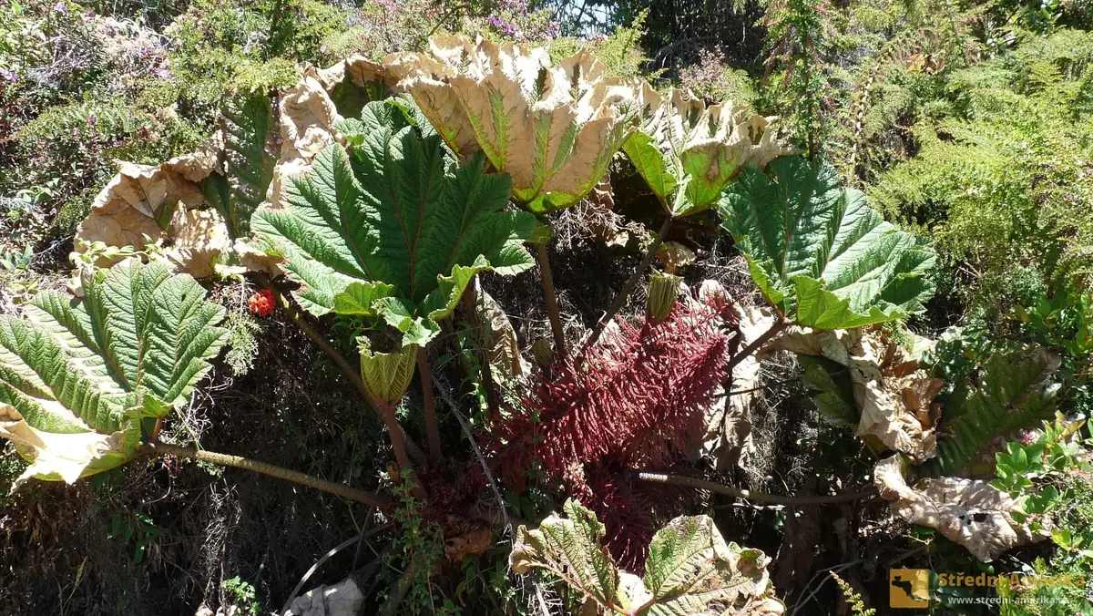 Irazu, kolonie batory (Gunnera insignis)