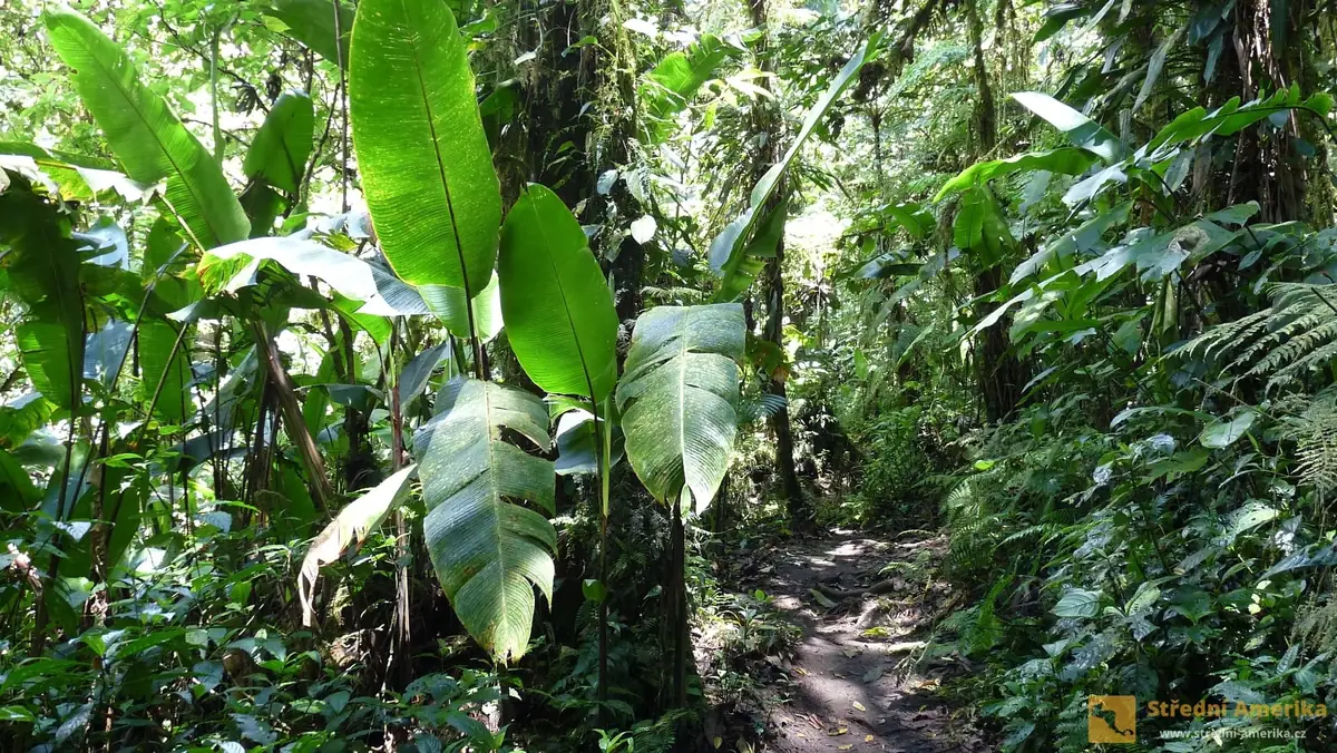 Kostarika: Přírodní parky Santa Elena a Monteverde
