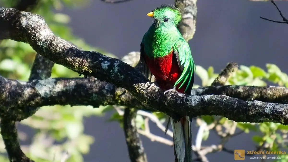 Kvesal chocholatý (lat. Pharomachrus mocinno, šp. Quetzal Centroamericano, angl. Magnificent Quetzal). Foto: pixabay.com