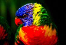 Ráj pro botaniky na ostrově Guadeloupe