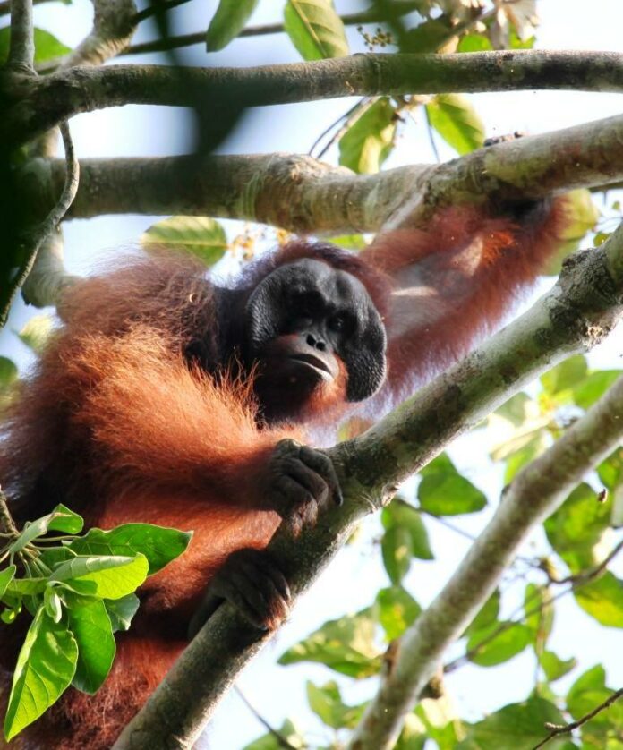 divok-grimasy-mohutn-ho-samce-orangutana-bornejsk-ho-pongo-pygmaeus-jasn-dokazovaly-kdo-je-v-pralese-vl-dcem.jpg